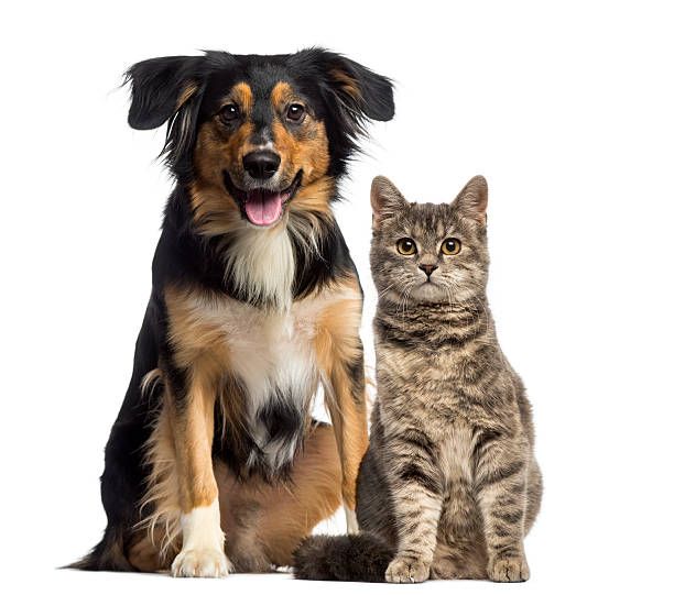Seguros para mascotas